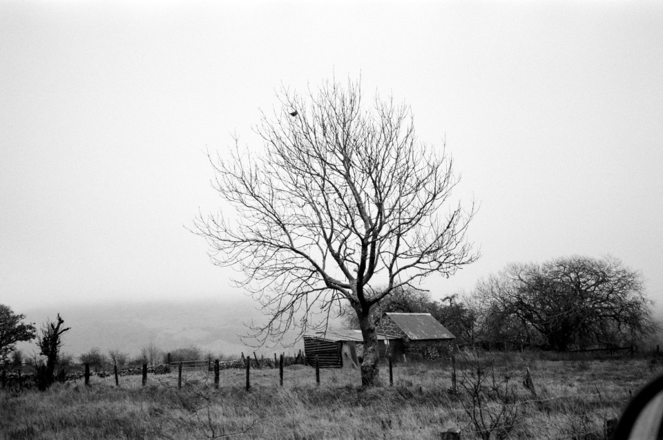 bird-in-tree-bobsblipsfilm-blipfoto