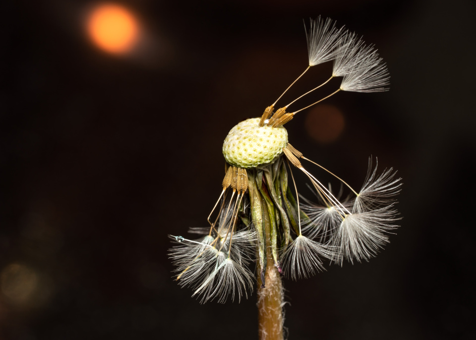 Dandelion Clock Freyjad Blipfoto