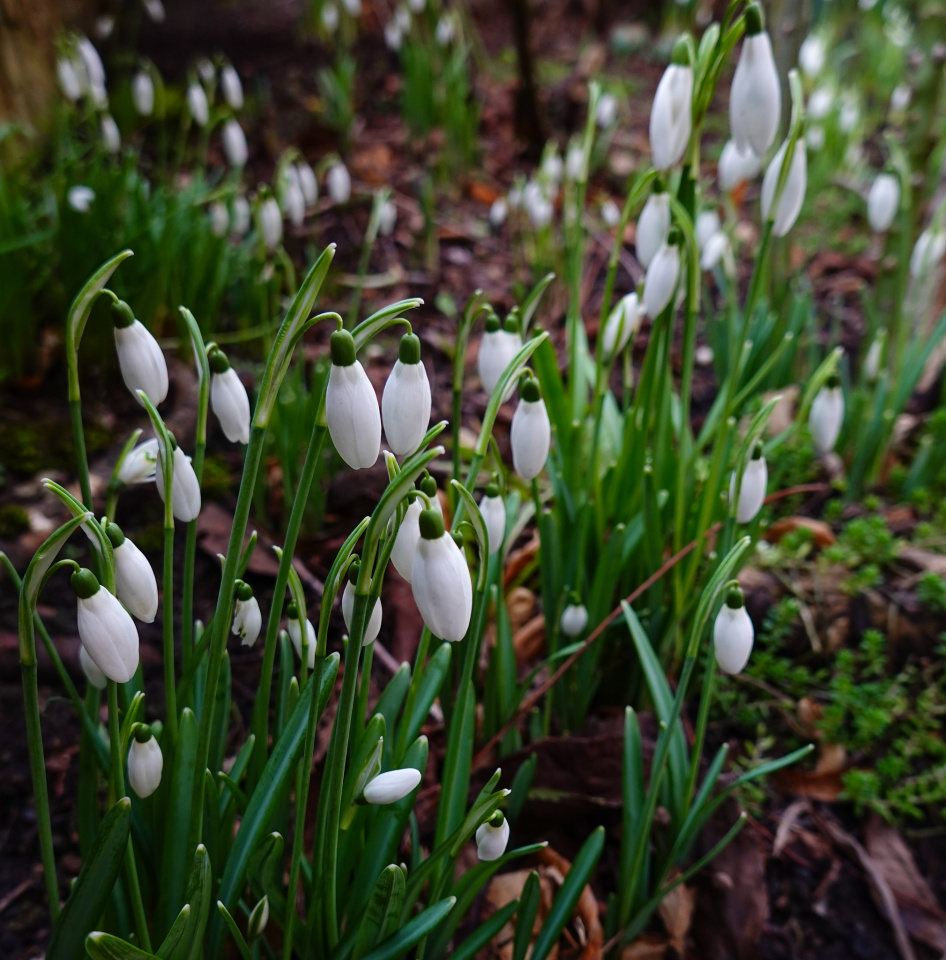 Yet more snowdrops | DomesticGoddess | Blipfoto