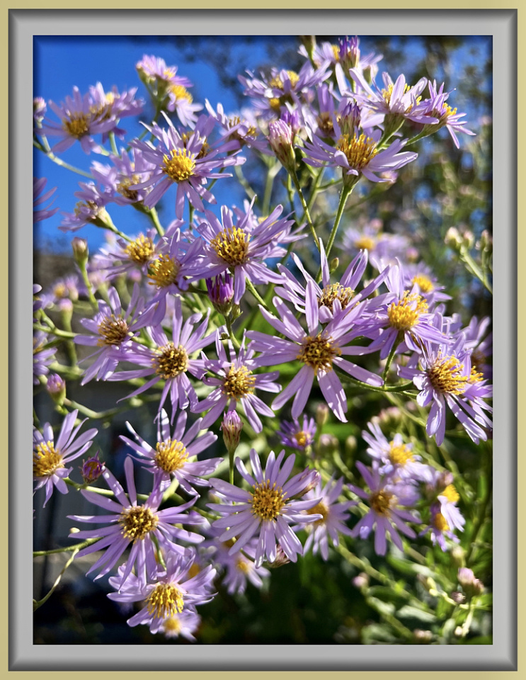 Tall Asters | Grammy | Blipfoto