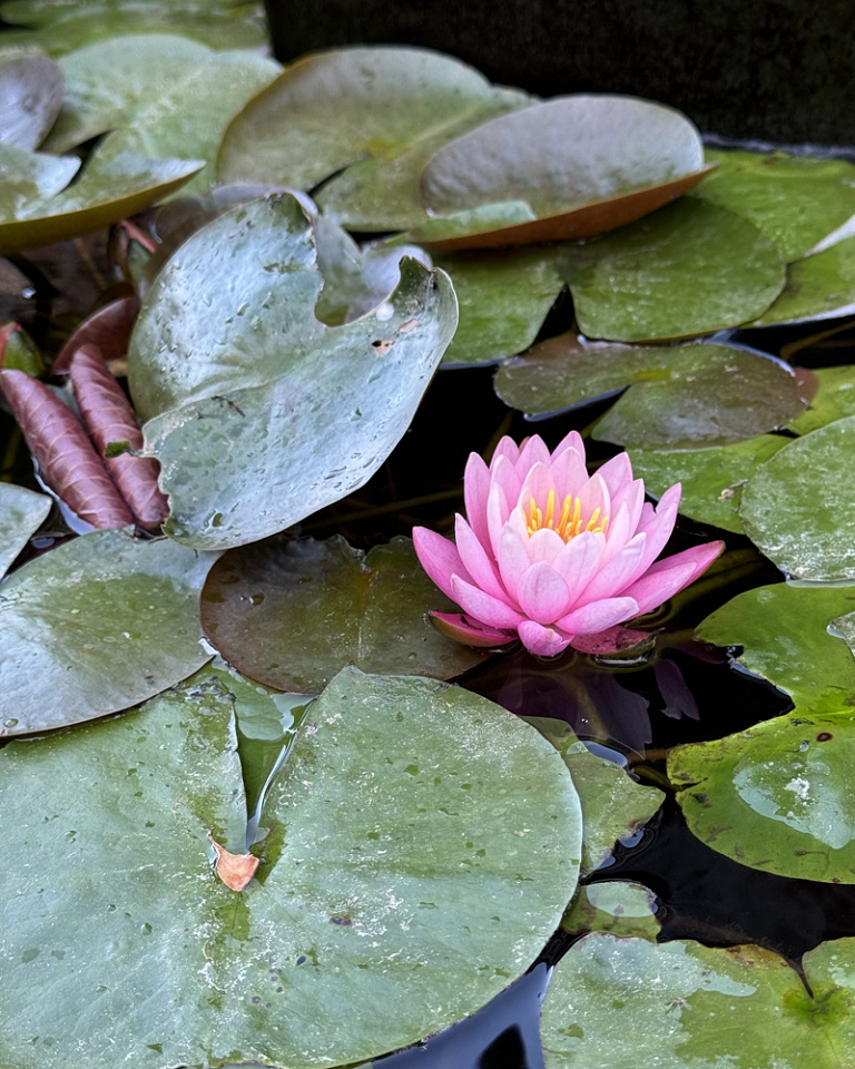 water-lily-simisue-blipfoto