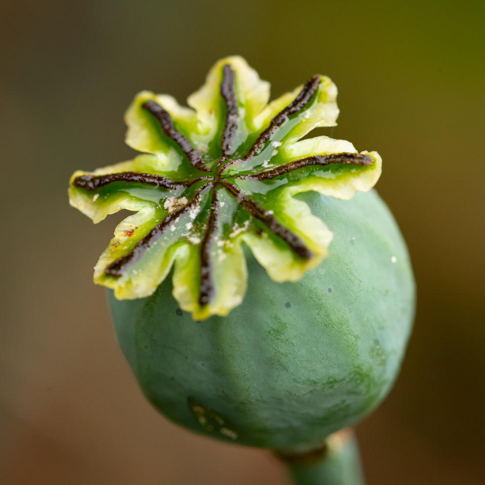 Poppy Seedhead | madwill | Blipfoto