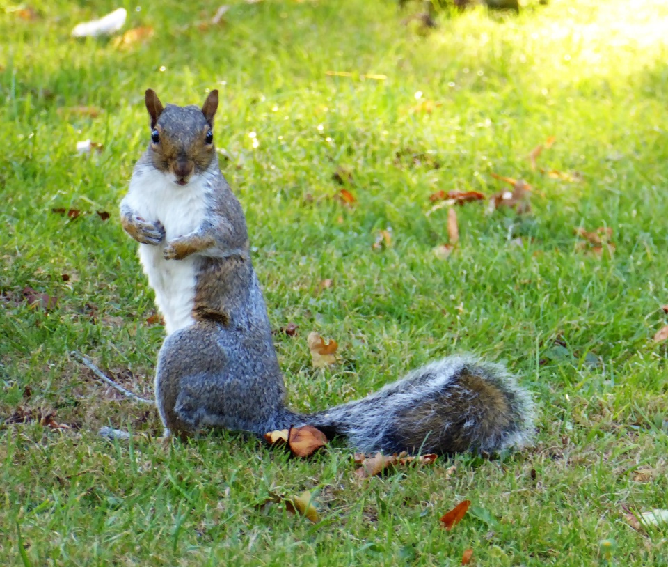 nutkin the squirrel