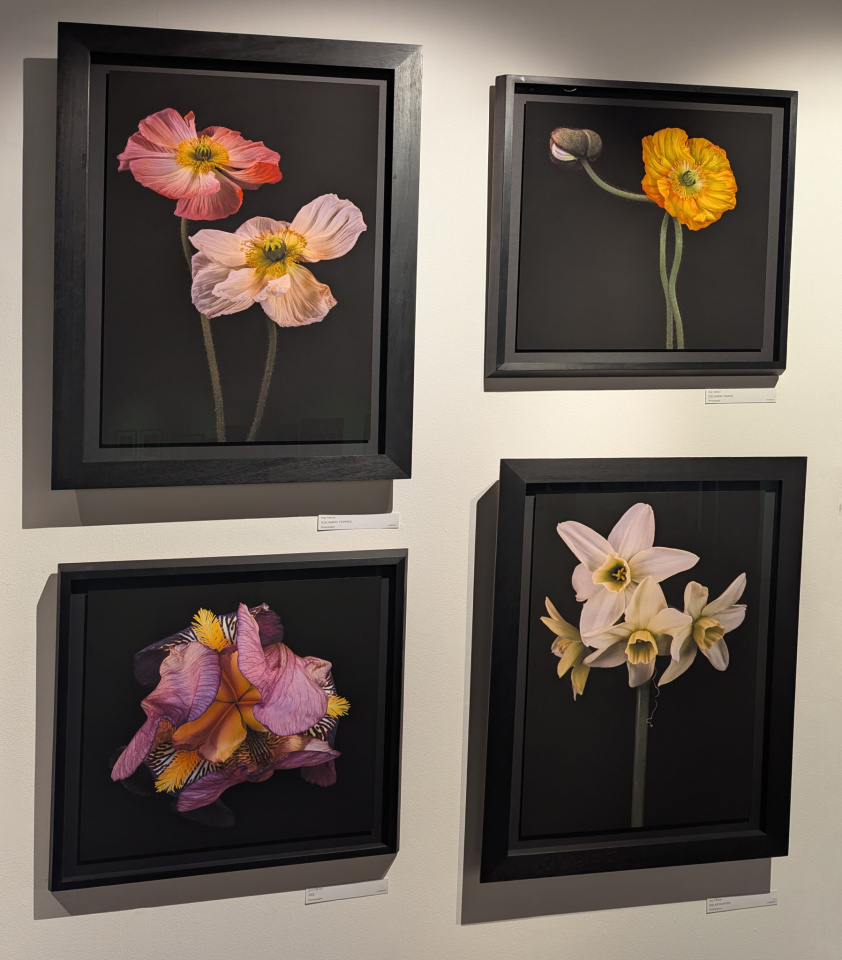 flowers-jerra-blipfoto