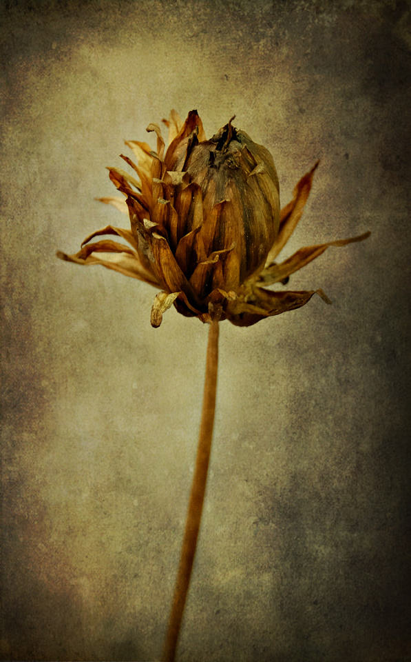 Dead dahlia flower Tommie2 Blipfoto