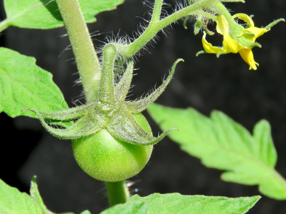 First Tomato! | GirlWithACamera | Blipfoto