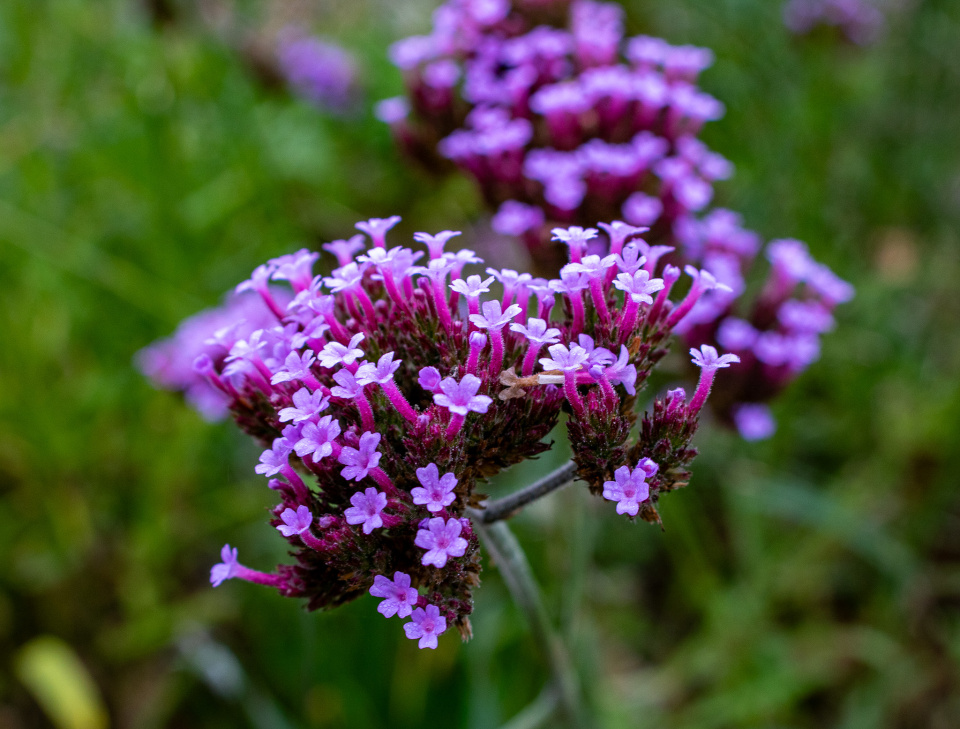 Verbena blooms KathyH58 Blipfoto