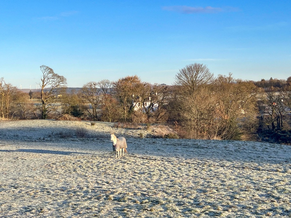 who was Shanks's pony? greengirl Blipfoto