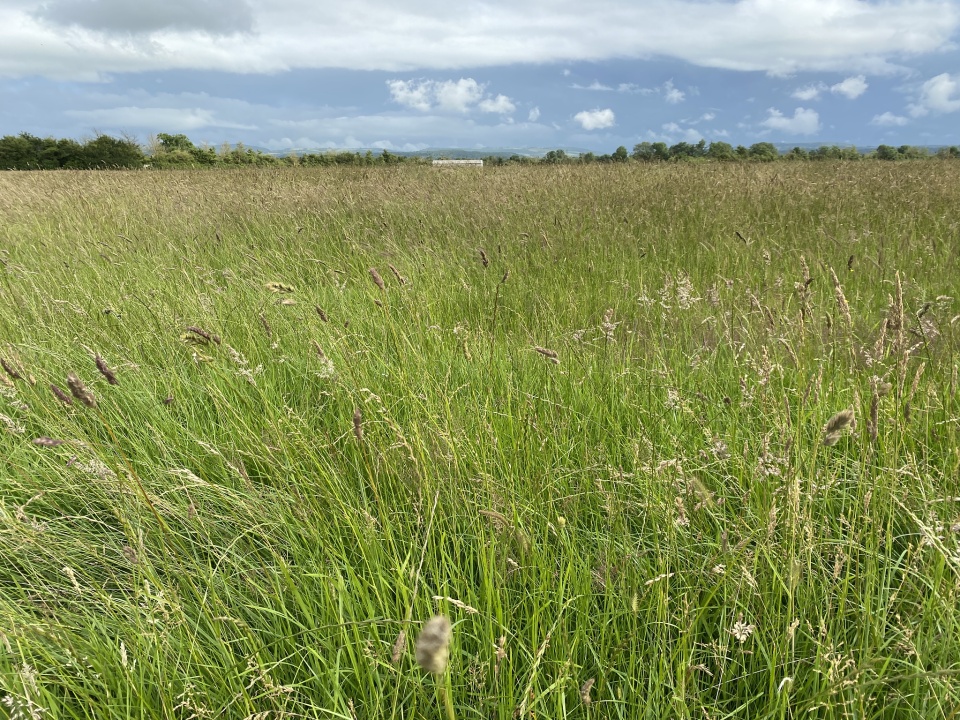 Old pasture. TBay Blipfoto