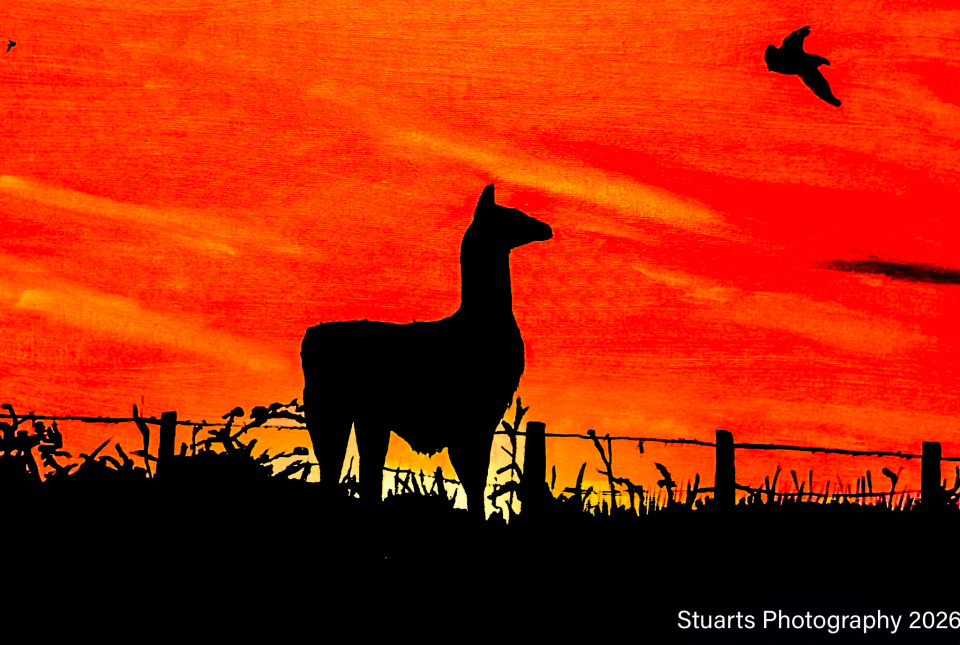 The Llama (acrylic painting) | Stuart46 | Blipfoto