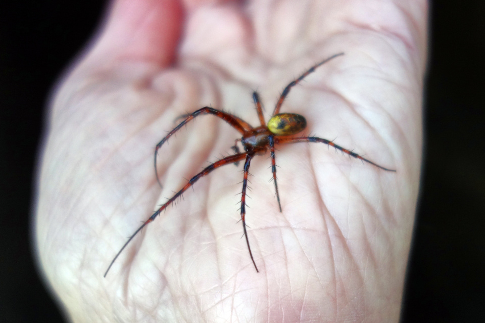 The Orb-weaving Cave Spider | earthdreamer | Blipfoto