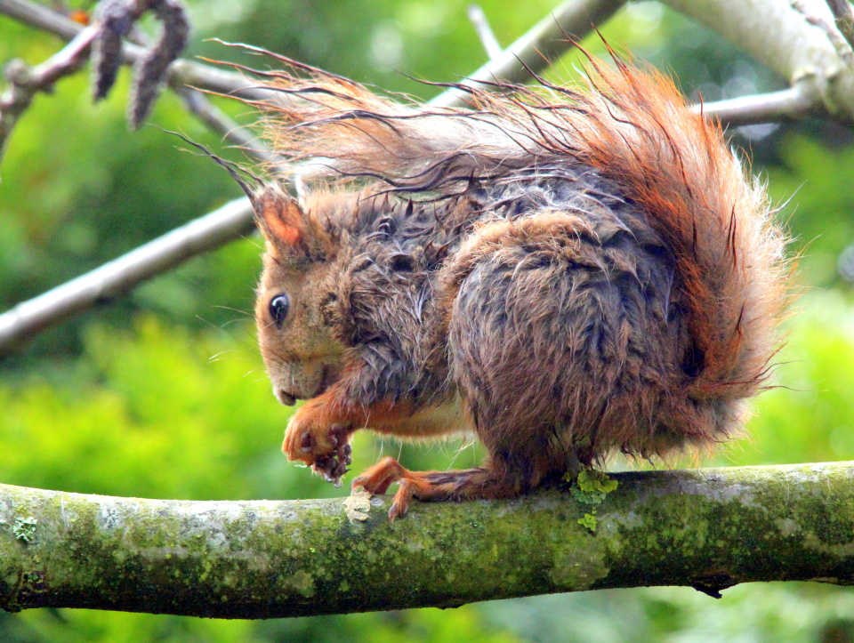 Wet day for squirrel Geebliping Blipfoto