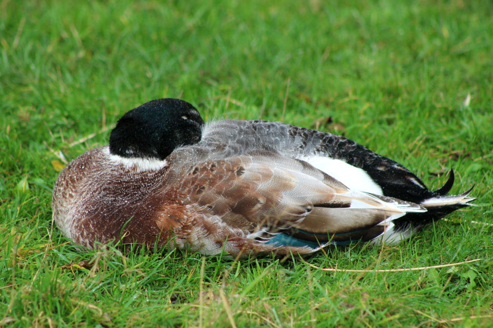 Nice Day For Ducks TheBroon Blipfoto Nice Day For Ducks TheBroon Blipfoto