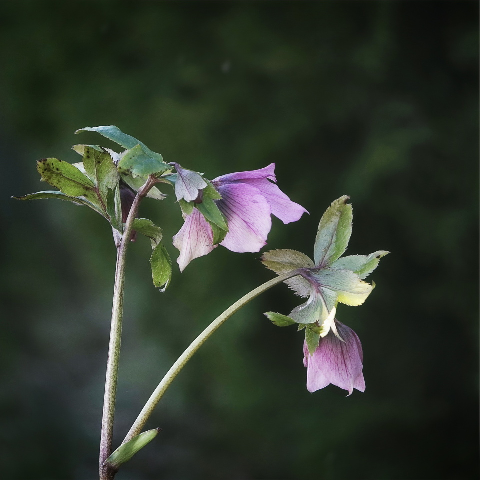 Winter Rose Rainie Blipfoto winter-rose-rainie-blipfoto
