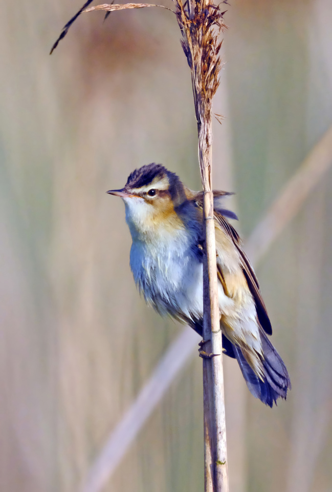 Sedge Warblers and Reed Buntings | Miranda1008 | Blipfoto