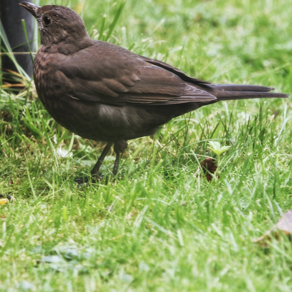 Young blackbird | Yorkhull | Blipfoto