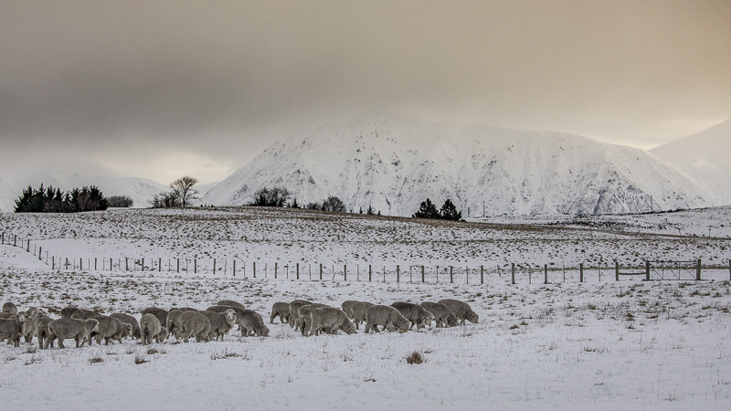 high-country-sheep-twigs-blipfoto