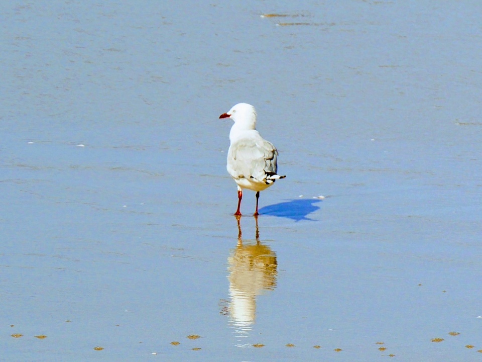 No seagulls in the Cook Islands. gillyh Blipfoto