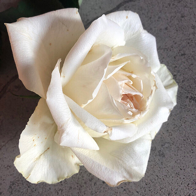 Flowers Fade Romay Blipfoto