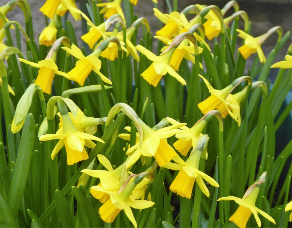 A host of golden daffodils. | welshmaid50 | Blipfoto