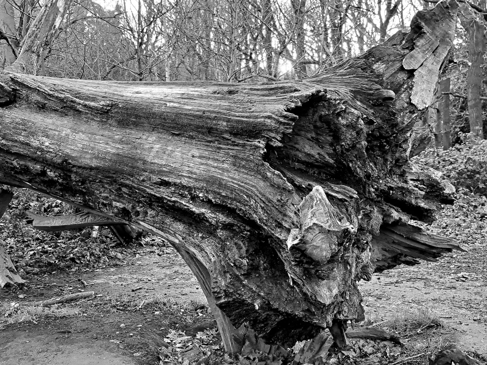 Fallen Tree Trunk 