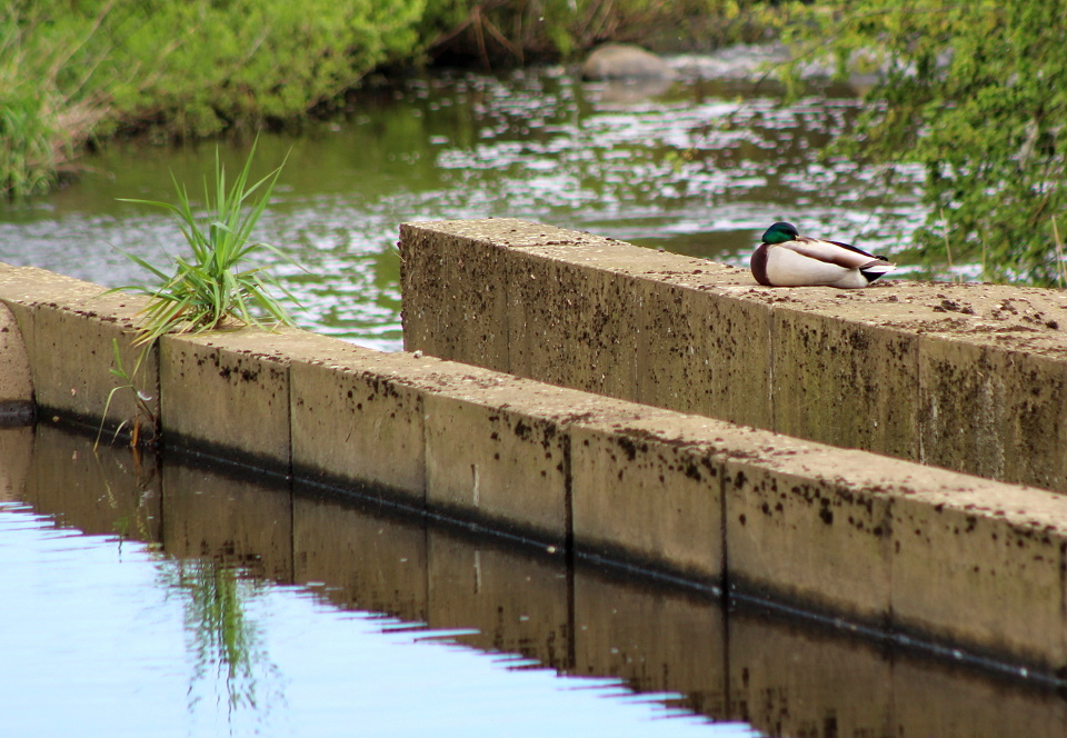 Quackered! | theBroon | Blipfoto
