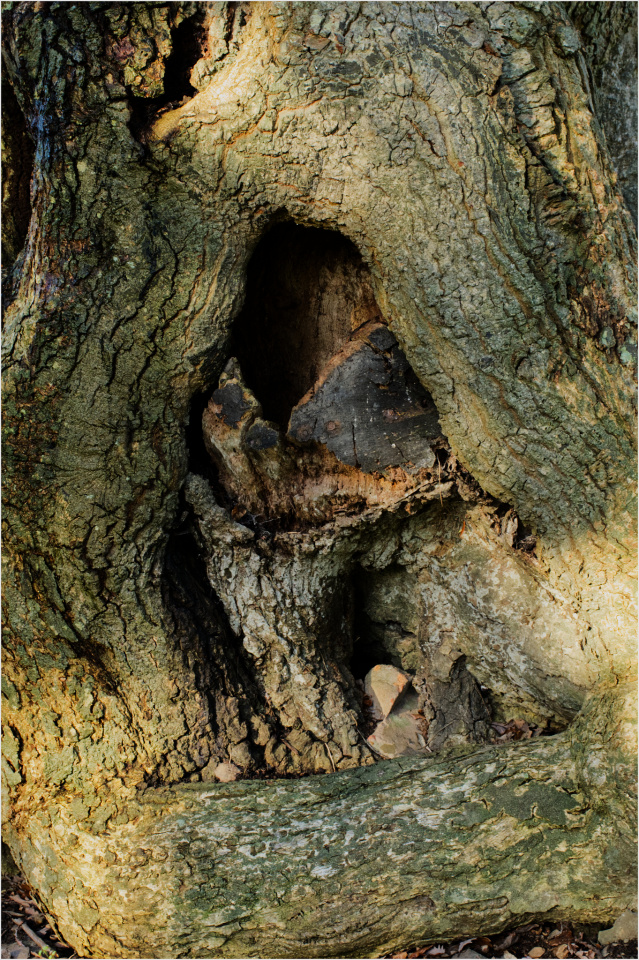 The Old Oak Tree Hyperion Blipfoto