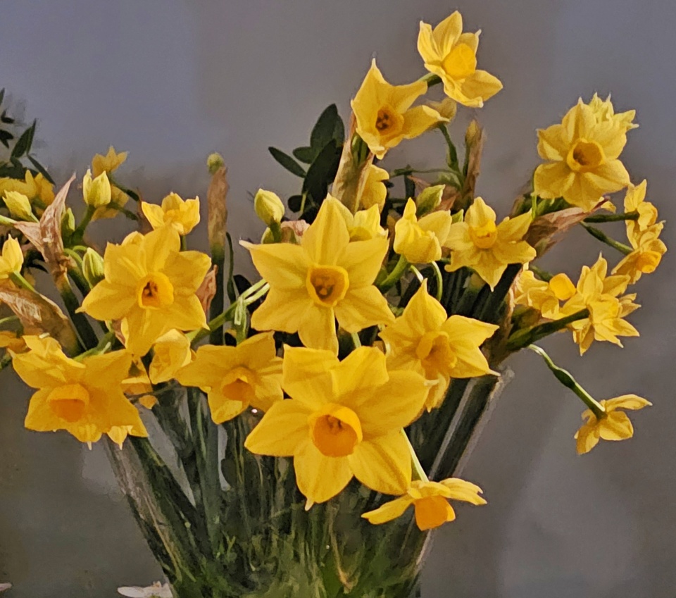 Scilly flowers trevorearthy Blipfoto