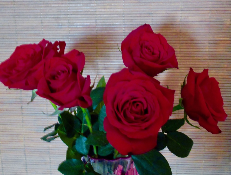 FF Red Roses from Aldi | misswinterfinch | Blipfoto