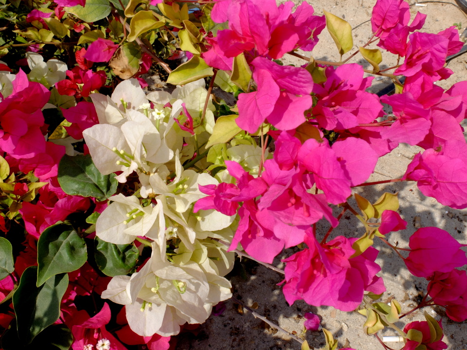 Flower Friday: Bougainvillaea | GadgetKid | Blipfoto