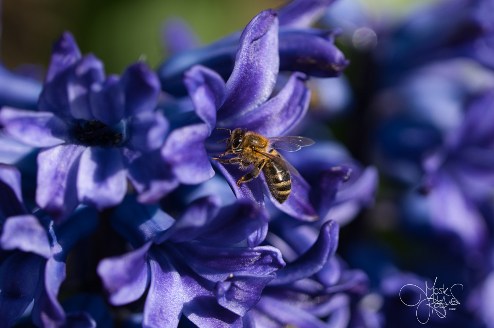 Bee on Hyacinth Incredibish Blipfoto