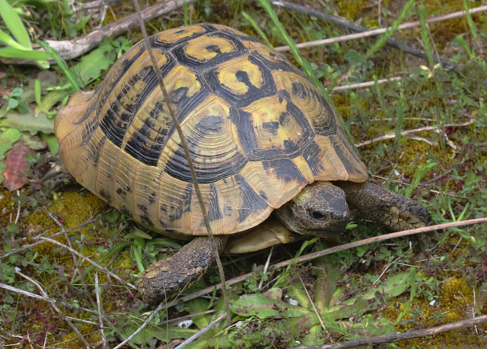 Hermann's Tortoise | VandeGraaff | Blipfoto