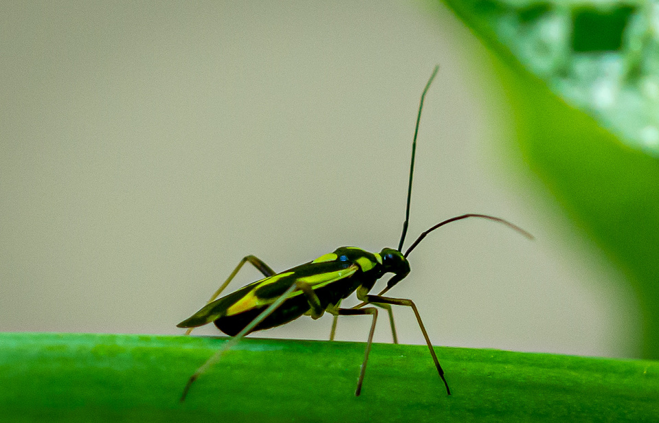 BUG HUNTING flavia13 Blipfoto