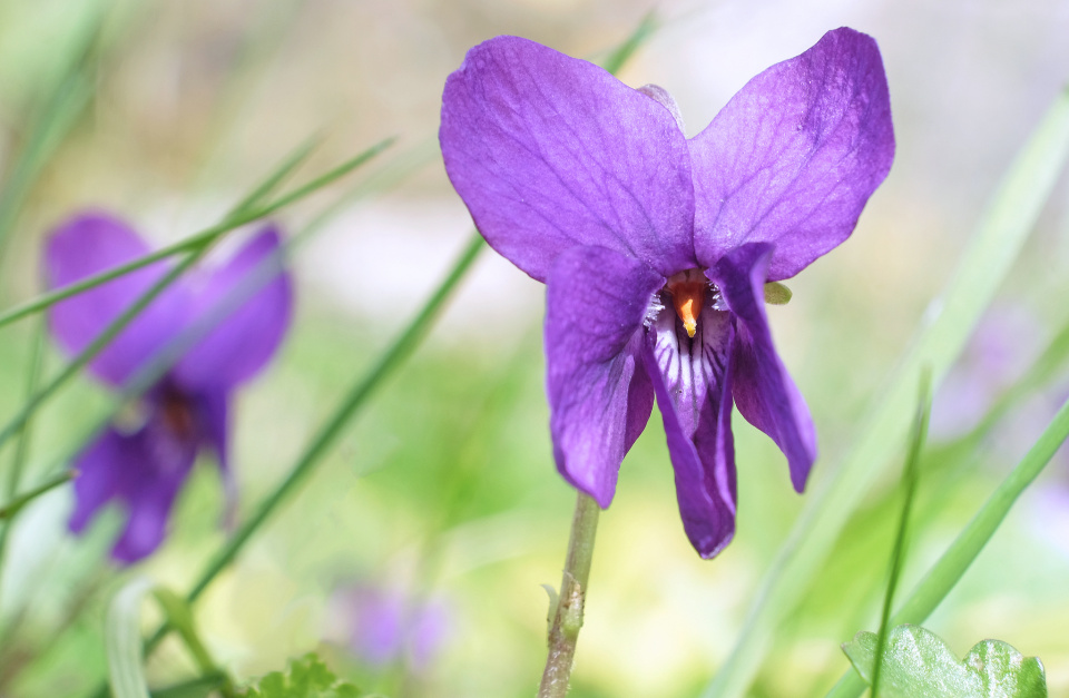 Sweet Violet Miranda Blipfoto