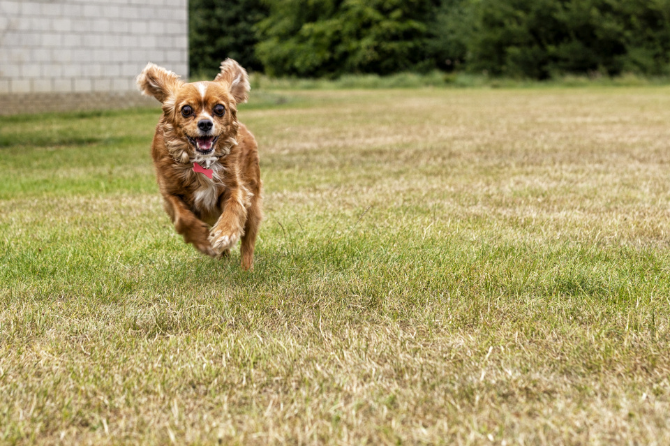 The Dog frisky Blipfoto