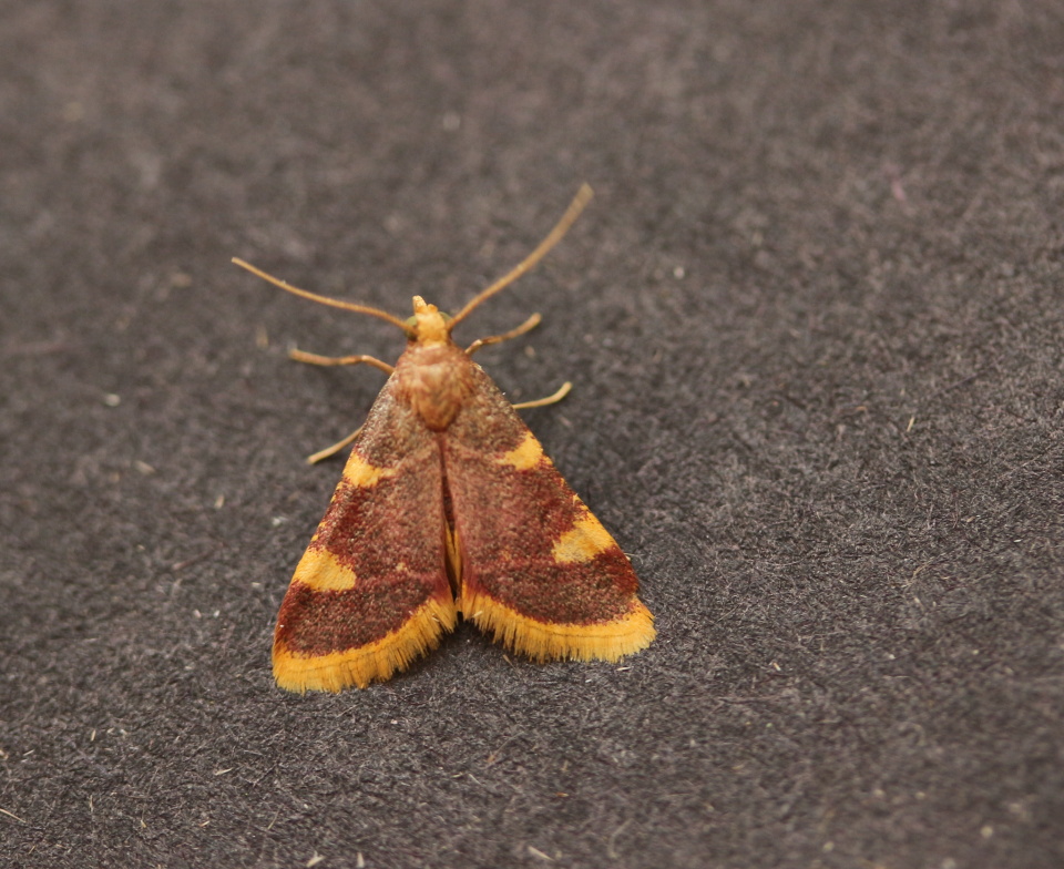 Gold triangle moth uniqueandlovely Blipfoto