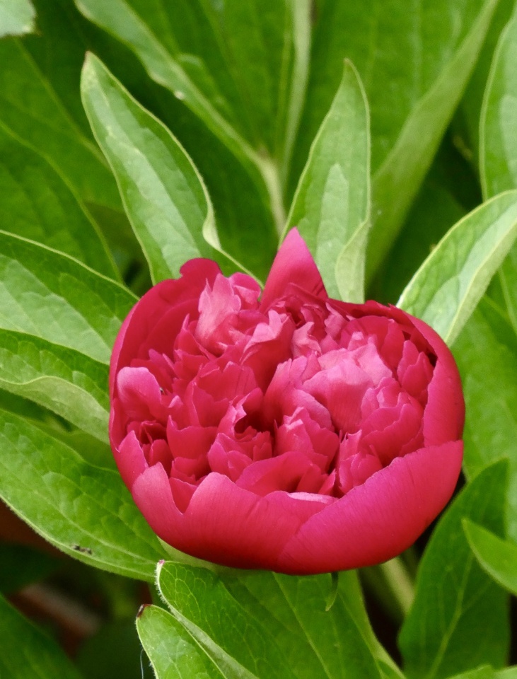 Peony Orchid99 Blipfoto peony-orchid99-blipfoto