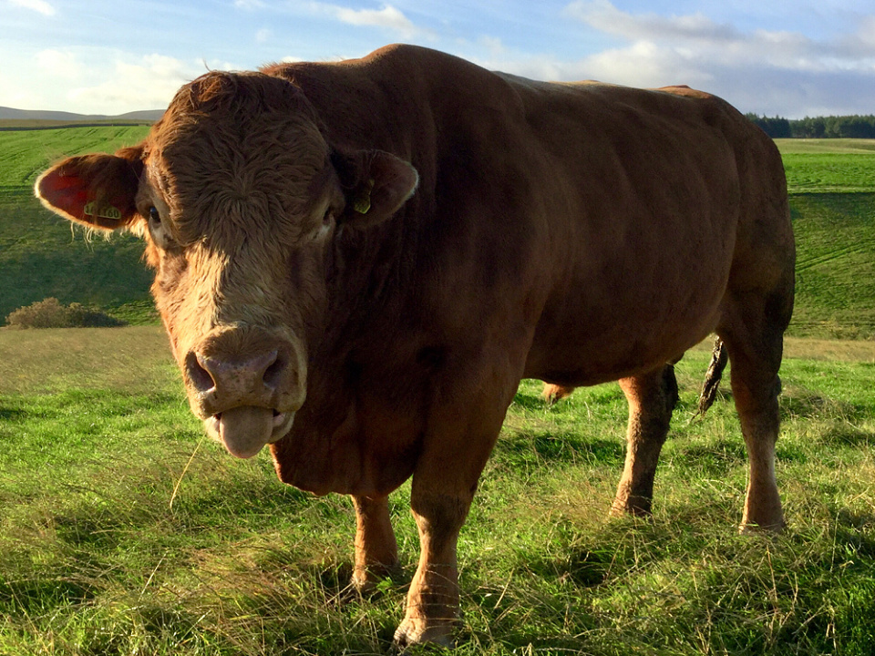 Bully Beef and Chips...... | Farmerboab | Blipfoto