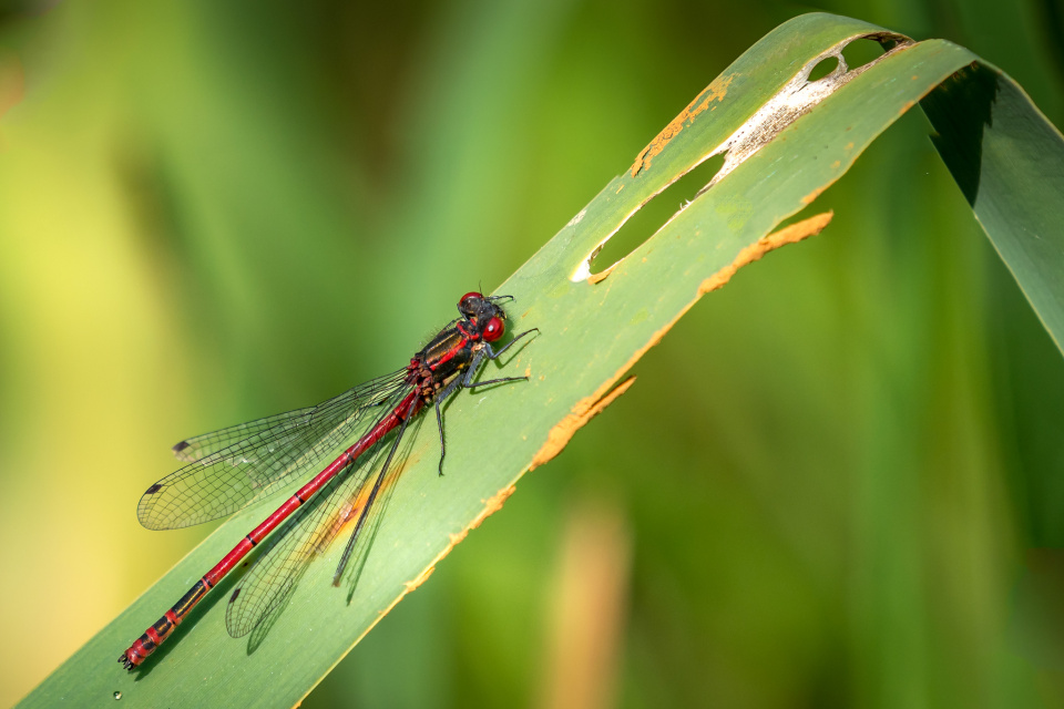 Large Red Damsel Fly | Freyjad | Blipfoto