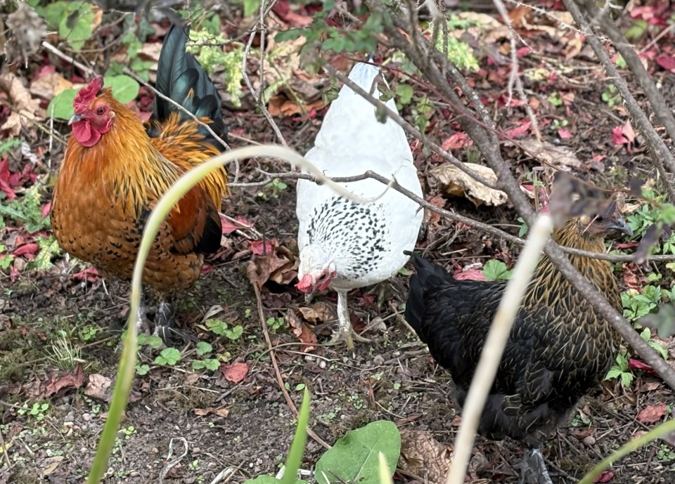 Chicken | DebR | Blipfoto
