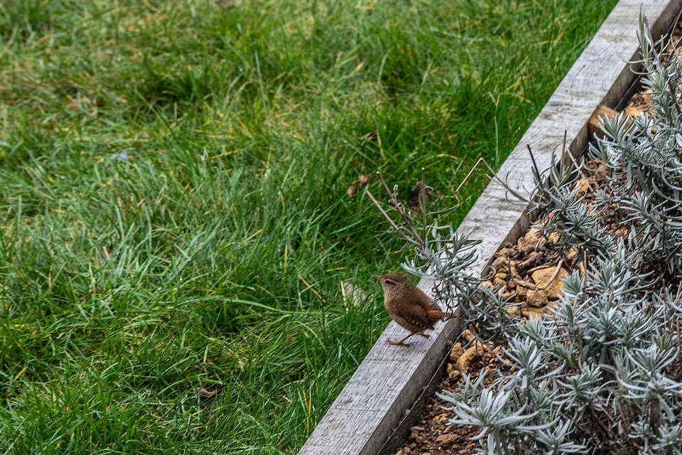 Wren | fitzbilly | Blipfoto