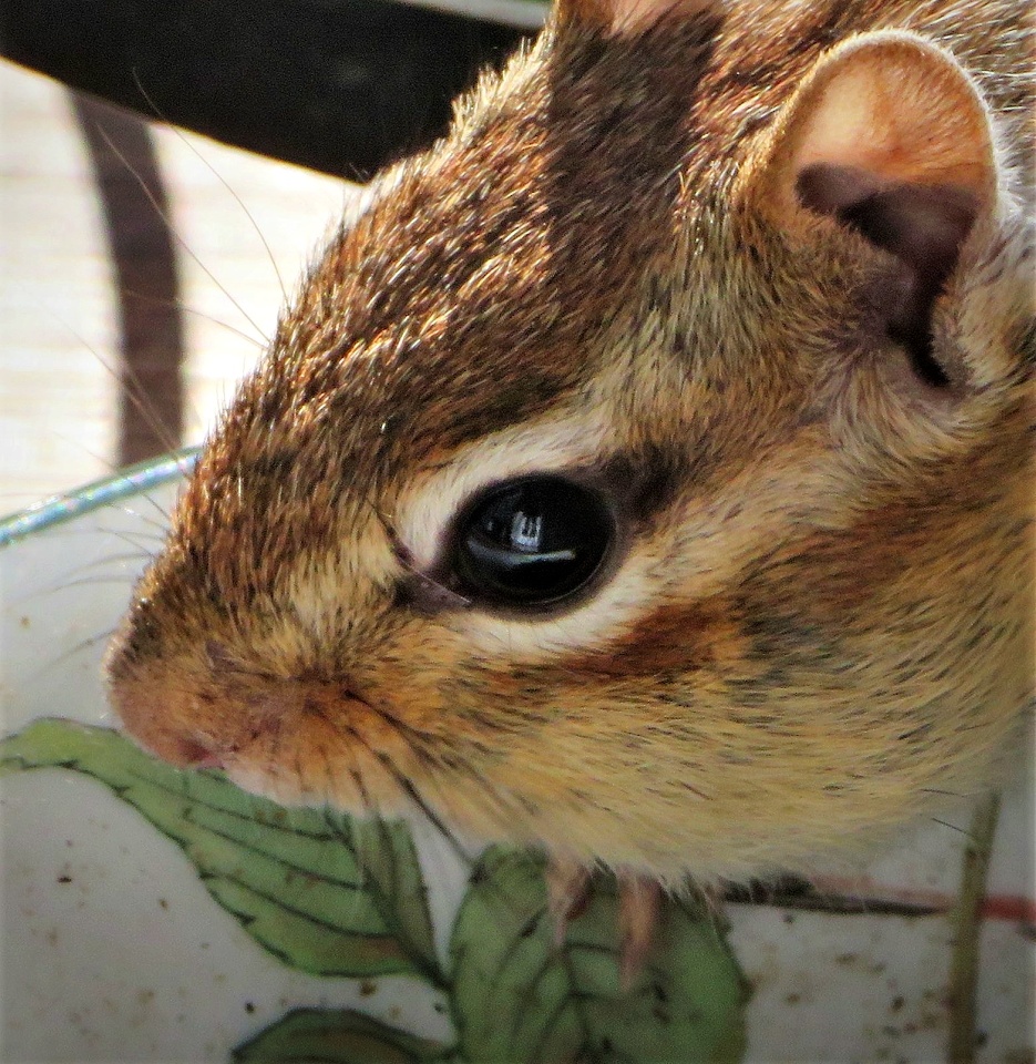 In the Eye of a Chipmunk | Memories4Me | Blipfoto