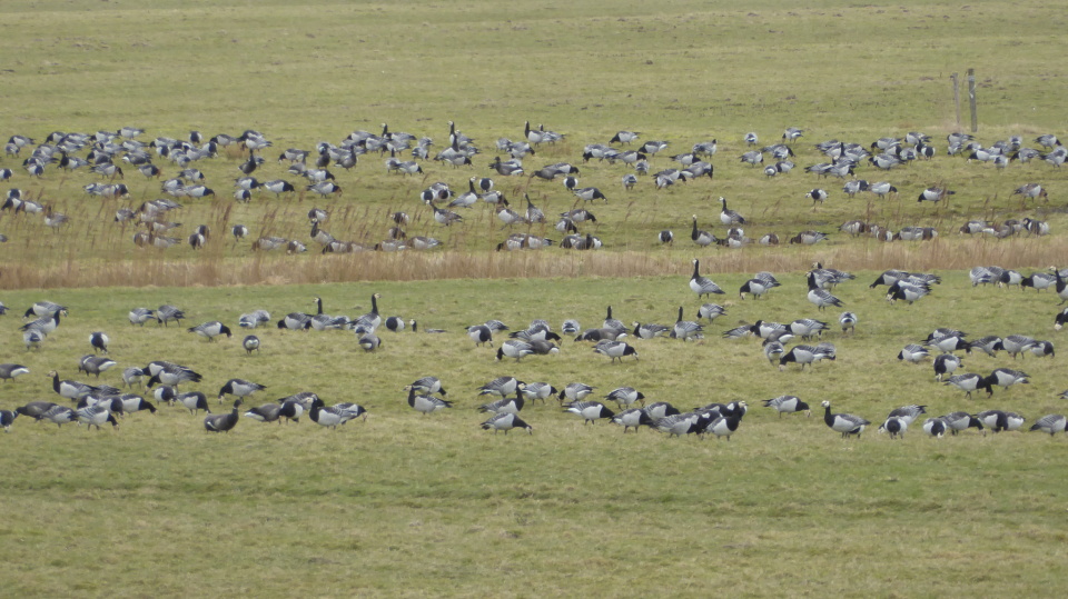 A bunch of geese Marten Blipfoto