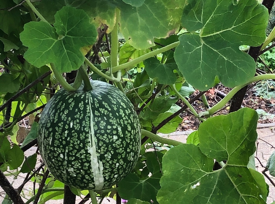Fig Leaf Squash Jennym999 Blipfoto fig-leaf-squash-jennym999-blipfoto