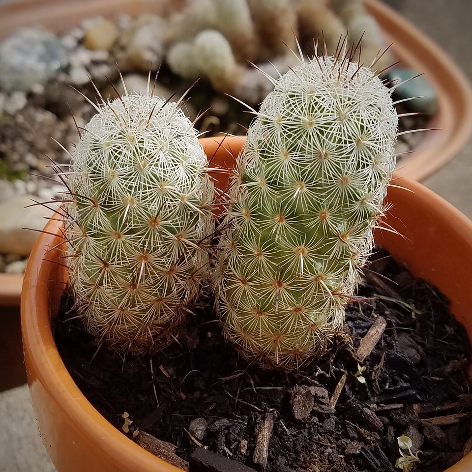 Cactus Buds RonaldBerry Blipfoto