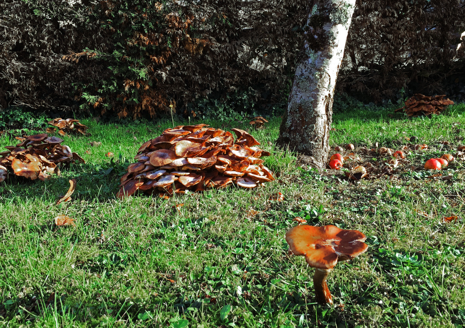 Mad mushrooms dennismccoy79 Blipfoto