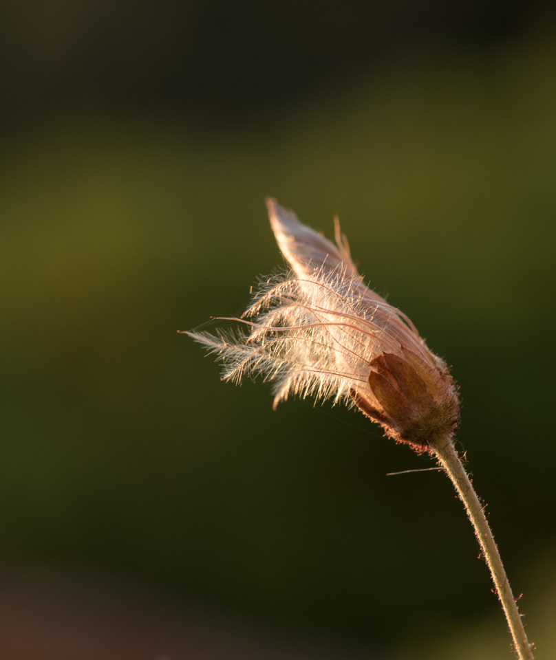 Spent flower (Dryas) PolS Blipfoto