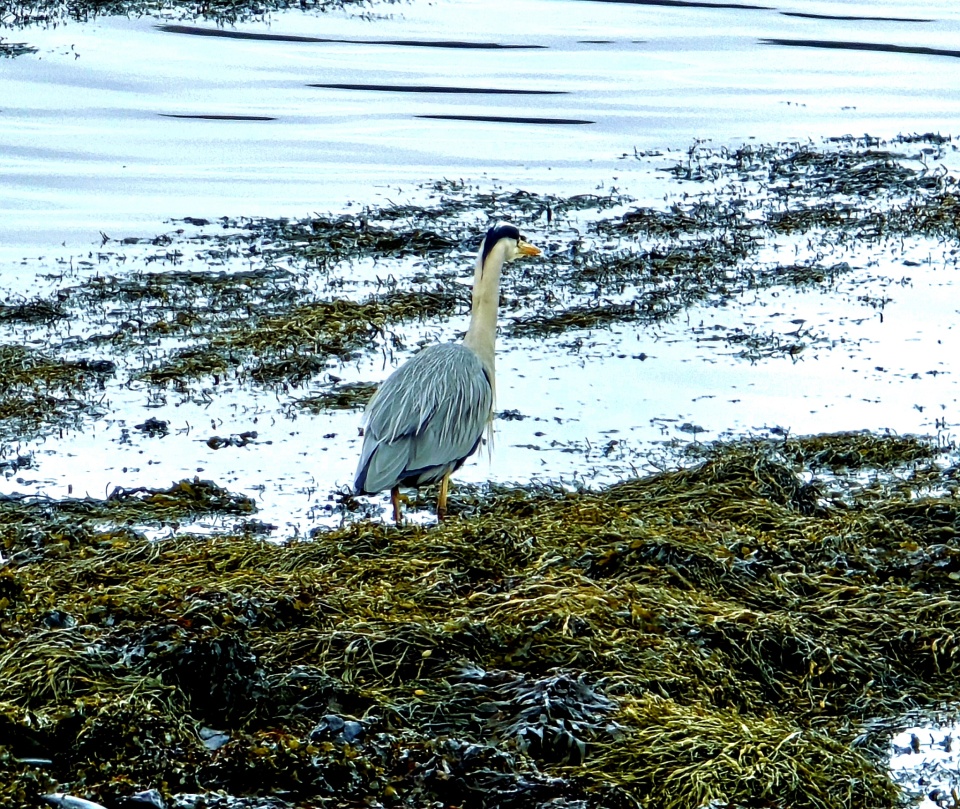 Birds of a feather | snapper | Blipfoto
