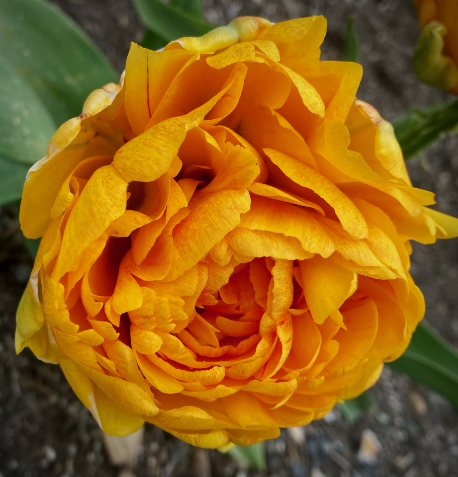 a-very-orange-tulip-katesgardenpdx-blipfoto
