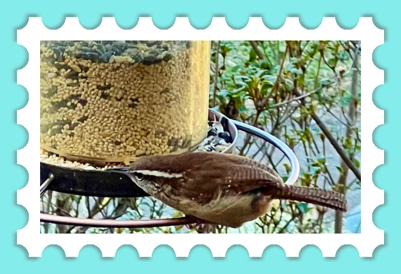 Melodius Wren Grammy Blipfoto Melodius wren grammy blipfoto